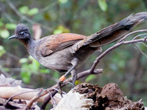 bird with black head and long feathery tail