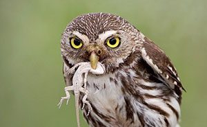 Festival Birding Down in South Texas