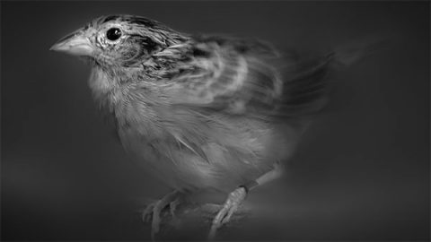 Florida Grasshopper Sparrow by Dustin Angell