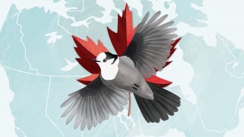 Gray Jay illustration by Jillian Ditner