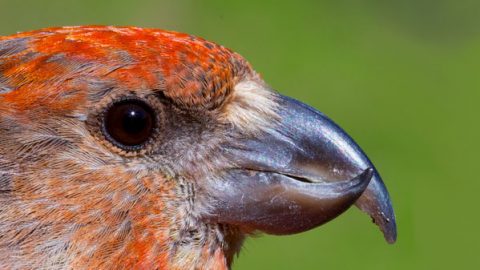 Cassia Crossbill by Craig Benkman