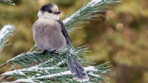 Gray Jay by Miguel de la Bastide via Birdshare