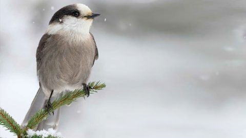 Gray Jay. Photo by Maxime Legare-Vezina.