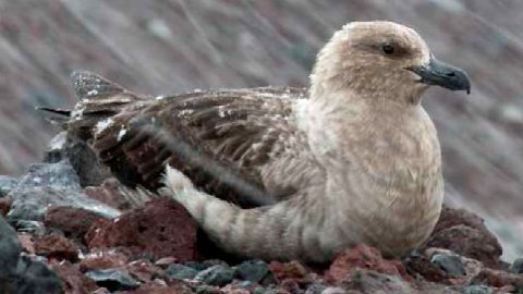 South Polar Skua by Chris Linder