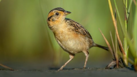 A recently fledged Saltmarsh Sparrow peeks around the marsh grasses in its preferred coastal habitat. The Atlantic Coast Joint Venture is coordinating a multipronged effort to save these birds, which could go extinct by the year 2050, by mitigating sea-level rise impacts to saltmarsh ecosystems. Photo by Ray Hennessy.