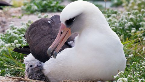 Wisdom, Laysan Albatross, and chick in 2014. Photo by weedmandan via birdshare