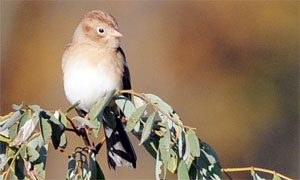 field sparrow