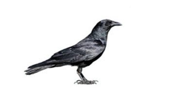 fish crow