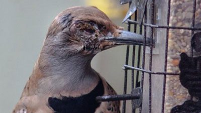 An injured Northern Flicker. Photo by Robert Small via Project FeederWatch.