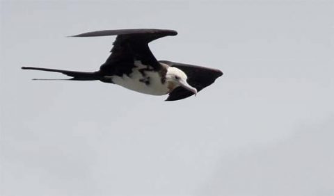 Magnificent Frigatebird