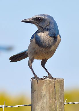 Florida Scrub-Jay