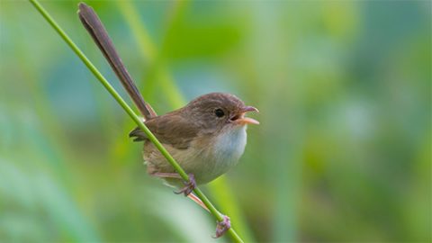 female red-backed fairy wren. Photo by Reptilezz via Birdshare.