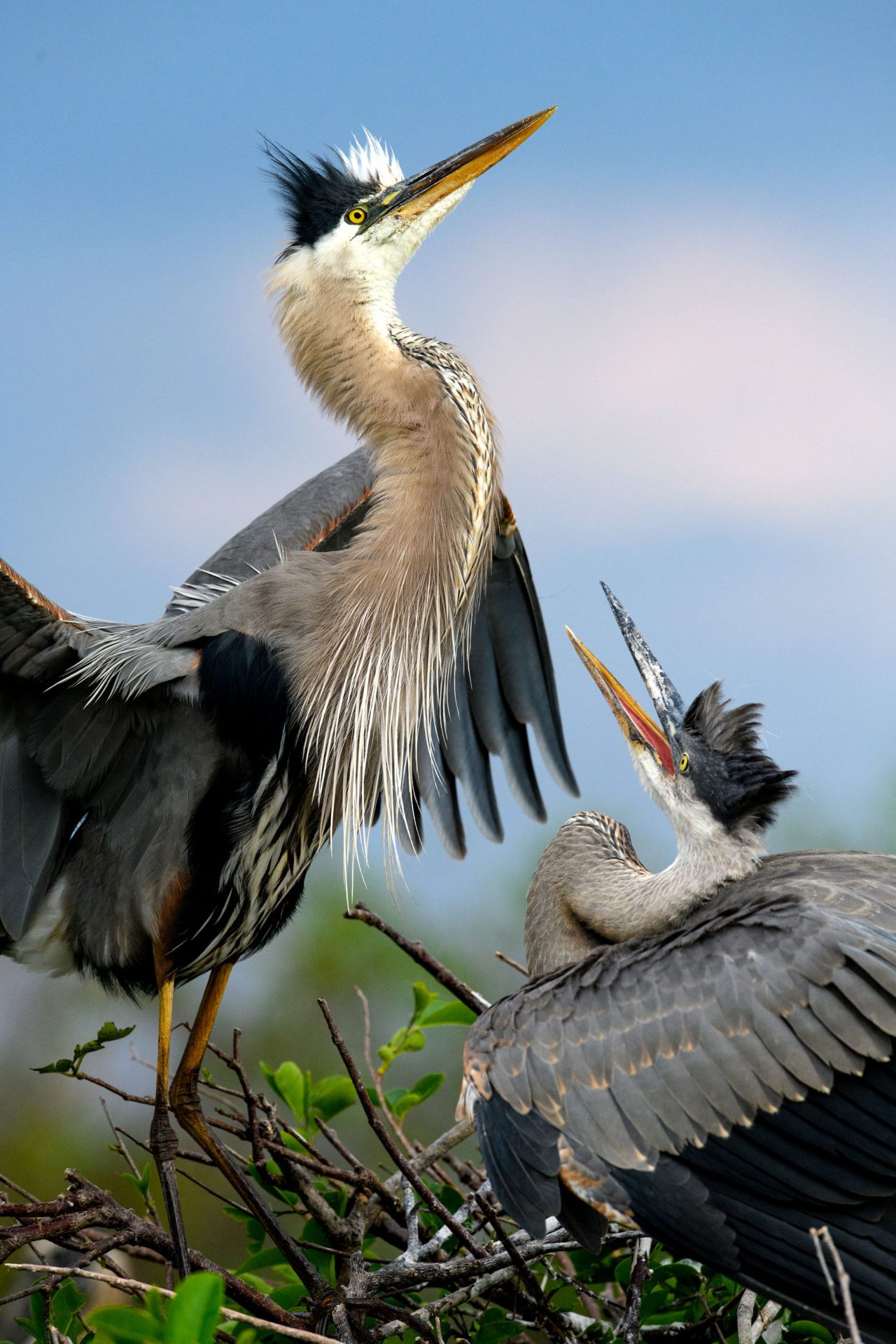 Great Blue Herons by Gerrit Vyn.