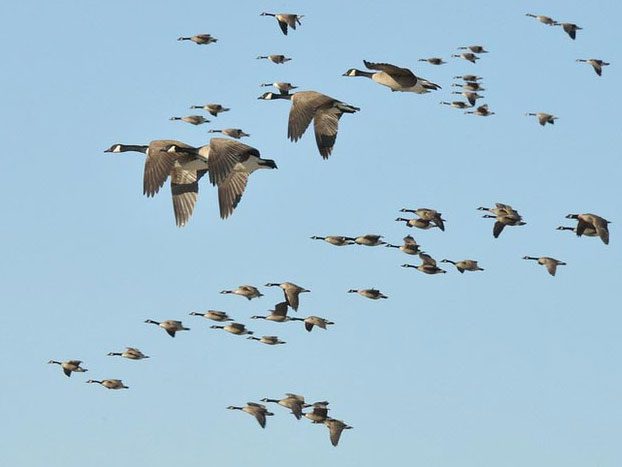 canada geese migrating