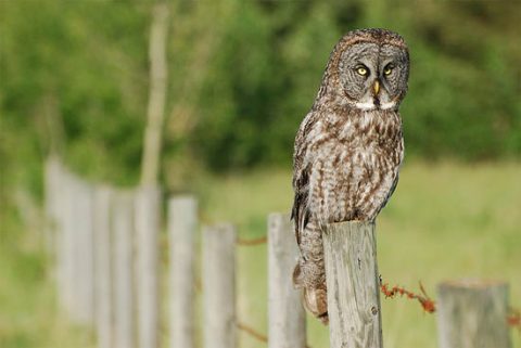 great gray owl by ron kube