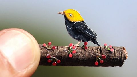 Golden-headed Manakin. By Nayan Shrimali and Vaishali Chudasama