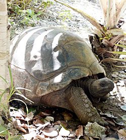 Giant Tortoise