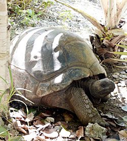 Giant Tortoise