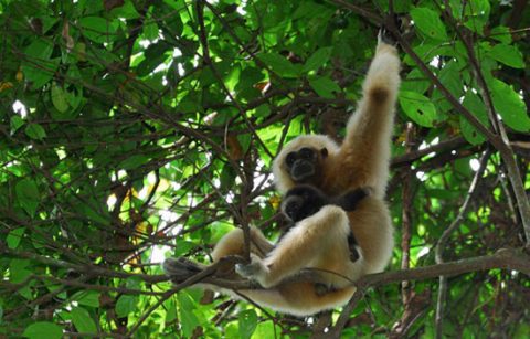 gibbon in trees