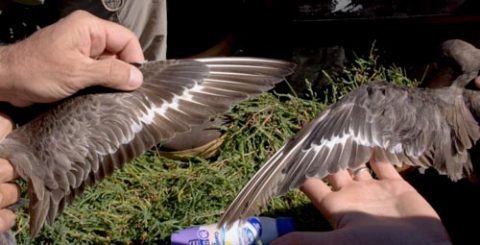 Comparing godwit molt patterns during banding.