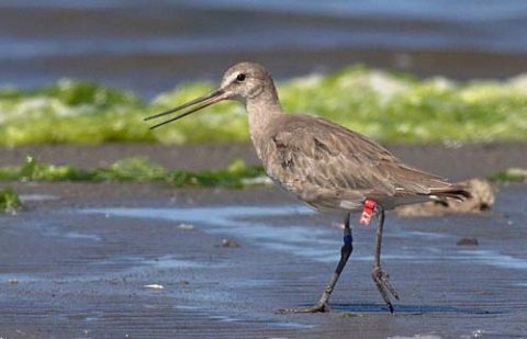 Hudsonian Godwit on a beach