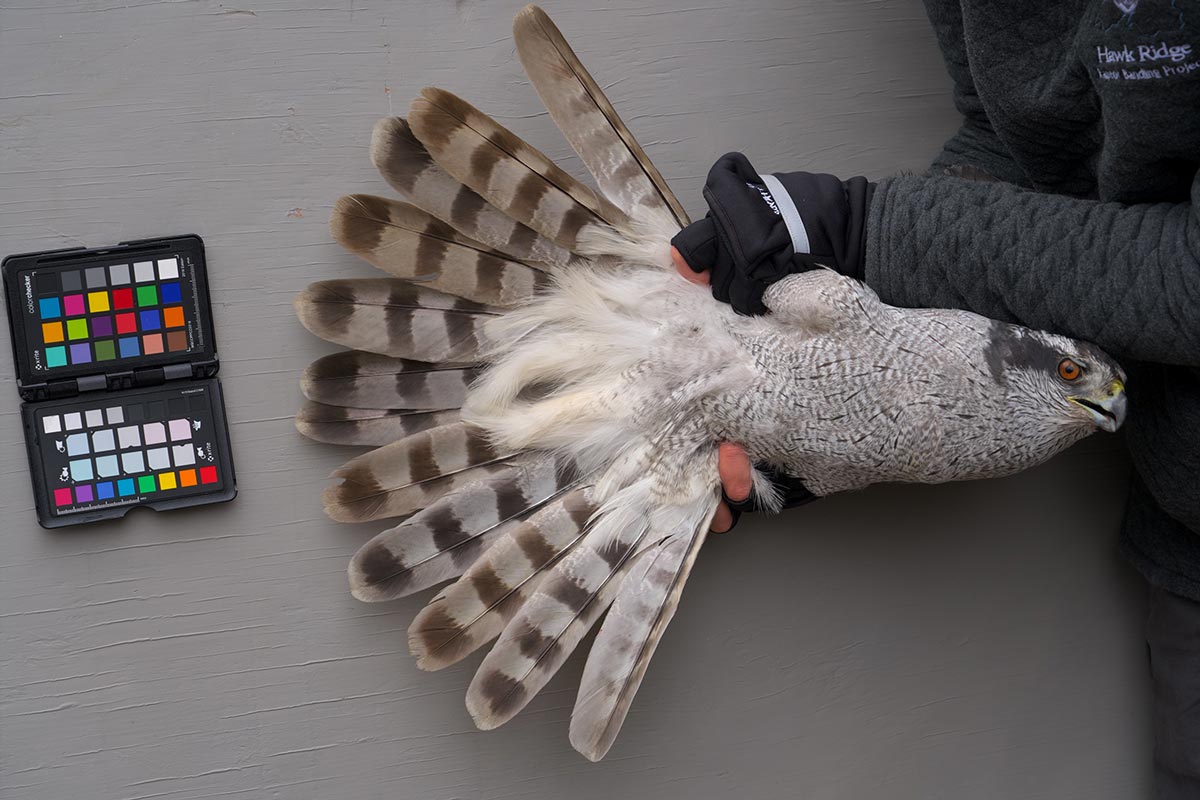 a researcher uses a standard color palette to describe a goshawk's color patterns