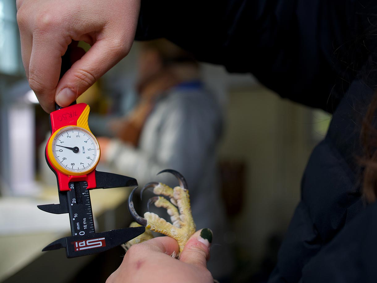 a researcher uses calipers to measure the length of a goshawk's talons