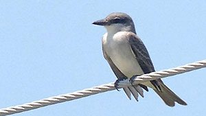 Gray Kingbird