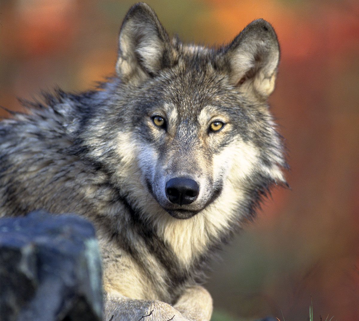 Wolf with gray/brown and cream fur.