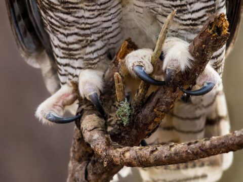 sharp talons of a brown and cream marked, large bird