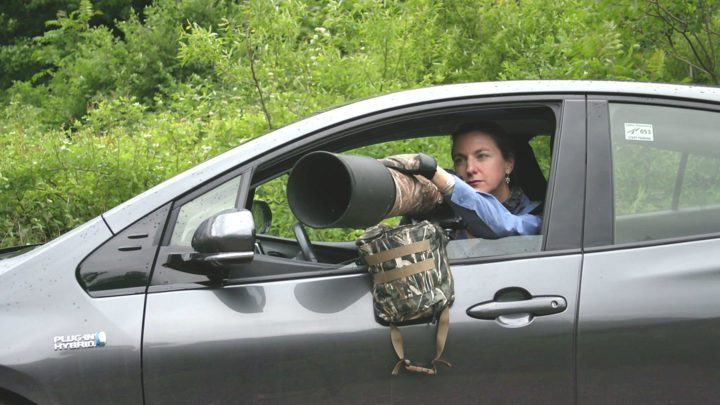 Use your car as a blind. Video still courtesy of Karen Rodriguez.