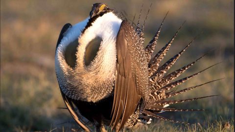 Greater Sage-grouse by Bryan Smith via Birdshare