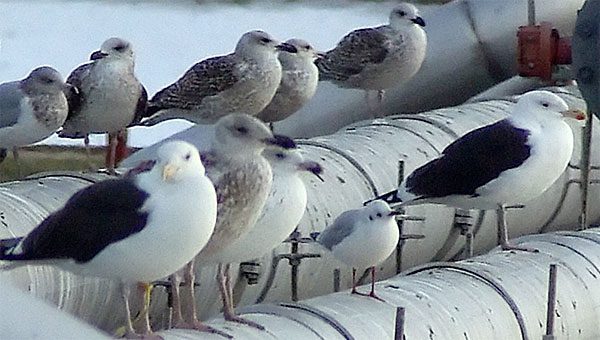 great black backed herring and black headed gulls