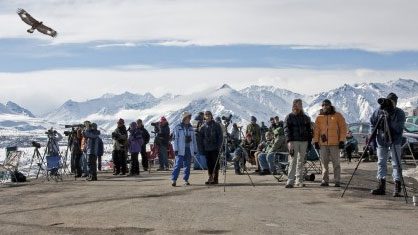 Immature golden eagle, Hawk watchers enjoy a sky filled with Alaska’s best raptors at Gunsight Mountain, April. Photo by Brian Sullivan.