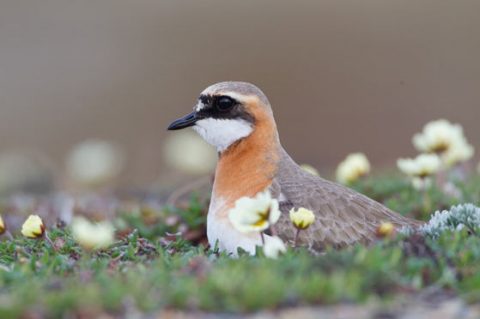 Lesser Sand-Plover