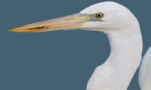 Great White Heron, Florida, March. Great White Herons have the largest, heaviest bills of this group, unmistakably hefty and yellow; compare especially with the slimmer-billed Great Egret. Photo by Brian Sullivan.