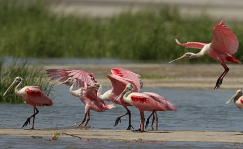 Roseate Spoonbills