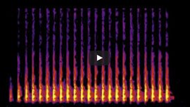 Hairy Woodpeckers (Picoides villosus) drum at a faster rate of 26 drums per second.