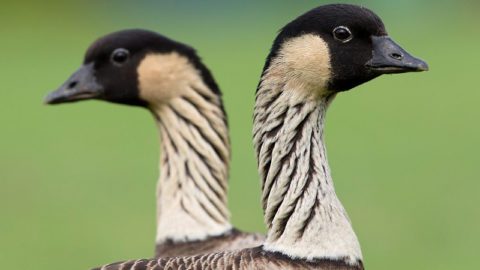 Hawaiian Geese by Dubi Shapiro/Macaulay Library