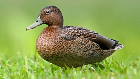 Hawaiian Duck by Gary Kramer