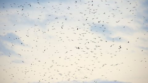 During migration raptors may gather in large number. This group consists mostly of Turkey Vultures, Swainson´s Hawks and Broad-winged Hawks. Photo by Gunnar Pettersson via Birdshare.