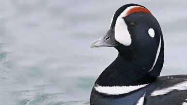 Harlequin Duck