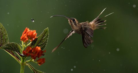 Long-billed Hermit by Chris Jimenez