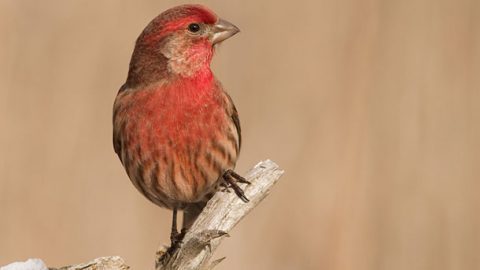 House Finch by Adam Bender via Birdshare.