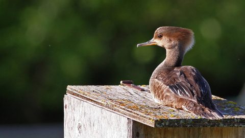 Hooded merganser, female, on a nest box, by Guy Lichter via Birdshare