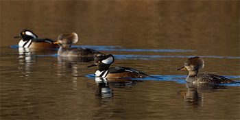 Hooded Mergansers by Greg Obierek via Birdshare