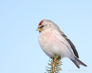 Hoary Redpoll