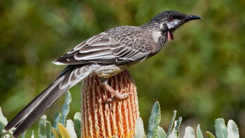 Honeyeater in Australia. Talk by Tim Low