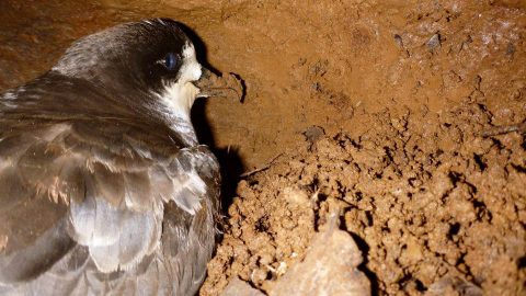 Hawaiian Petrel by Oscar Johnson/Macaulay Library, ML54344531