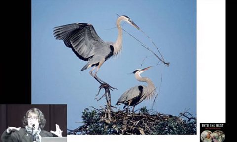 Monday Night Seminar- Into the Nest: Marie Read and Laura Erickson Preview New Book On Birds